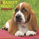 Willow Creek Press - Just Basset Hound Puppies 2019 Wall Calendar (Dog Breed Cale