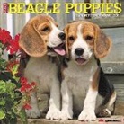 Willow Creek Press - Just Beagle Puppies 2019 Wall Calendar (Dog Breed Calendar)