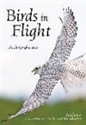 Rob Palmer - Birds in Flight