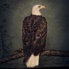 CLUTCH - Book Of Bad Decisions (Digipak) (Livre audio)