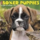 Willow Creek Press - Just Boxer Puppies 2019 Wall Calendar (Dog Breed Calendar)