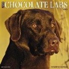 Willow Creek Press - Just Chocolate Labs 2019 Wall Calendar (Dog Breed Calendar)