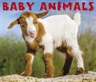 Baby Animals 2019 Box Calendar