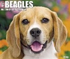 Just Beagles 2019 Box Calendar (Dog Breed Calendar)