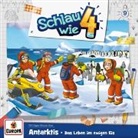 Schlau wie Vier - Antarktis. Das Leben im ewigen Eis, 1 Audio-CD (Audio book)