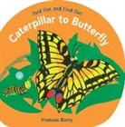 Frances Barry, Frances/ Barry Barry, Frances Barry - Caterpillar to Butterfly: Fold Out and Find Out