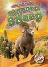 Patrick Perish - Bighorn Sheep
