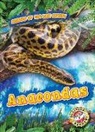 Rachel Grack - Anacondas