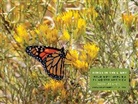 David Lee Myers - Wings in the Light