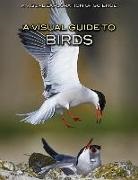 Sol90 Editorial - A Visual Guide to Birds
