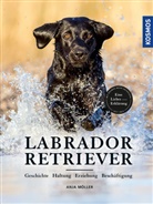 Anja Möller - Labrador Retriever