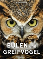 Axel Gutjahr - Eulen und Greifvögel