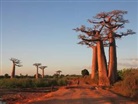Aa.vv, Insight Guides - Madagascar