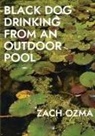 Zach Ozma - Black Dog Drinking from an Outdoor Pool