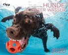 Seth Casteel - Hunde unter Wasser 2020