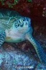 Creative Juices Publishing - Turtle Journal: 6x9 Notebook, Ruled, Sea Turtle, Draw and Write, Underwater Theme, Primary Composition Book, Journal, Diary