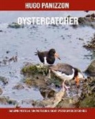Hugo Panizzon - Oystercatcher: Amazing Photos & Fun Facts Book about Oystercatcher for Kids