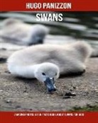 Hugo Panizzon - Swans: Amazing Photos & Fun Facts Book about Swans for Kids