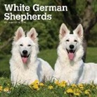 BrownTrout Publisher, Inc Browntrout Publishers, Browntrout Publishing (COR) - White German Shepherds 2020 Calendar