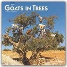 BrownTrout Publisher, Browntrout Publishing (COR) - Goats in Trees 2020 Calendar