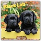 BrownTrout Publisher, Browntrout Publishing (COR) - Black Labrador Retriever Puppies 2020 Calendar
