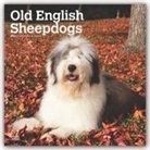 BrownTrout Publisher, Browntrout Publishing (COR) - Old English Sheepdogs 2020 Calendar