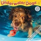 BrownTrout Publisher, Inc Browntrout Publishers, Browntrout Publishing (COR), Seth Casteel - Underwater Dogs 2020 Calendar