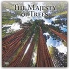 BrownTrout Publisher, Inc Browntrout Publishers, Browntrout Publishing (COR) - The Majesty of Trees 2020 Calendar