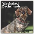 BrownTrout Publisher, Inc Browntrout Publishers, Browntrout Publishing (COR) - Wirehaired Dachshunds 2020 Calendar