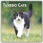 BrownTrout Publisher, Inc Browntrout Publishers, Browntrout Publishing (COR) - Tuxedo Cats 2020 Calendar