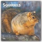 BrownTrout Publisher, Browntrout Publishing (COR) - Squirrels 2020 Calendar