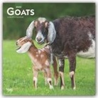 BrownTrout Publisher, Inc Browntrout Publishers, Browntrout Publishers Inc, Browntrout Publishing (COR) - Goats 2020 Calendar