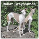 BrownTrout Publisher, Browntrout Publishing (COR) - Italian Greyhounds 2020 Calendar