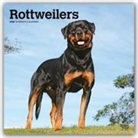 BrownTrout Publisher, Inc Browntrout Publishers, Browntrout Publishing (COR) - Rottweilers 2020 Calendar