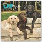 BrownTrout Publisher, Browntrout Publishing (COR) - Labrador Retriever Puppies 2020 Calendar