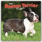 BrownTrout Publisher, Inc Browntrout Publishers, Browntrout Publishing (COR) - Boston Terrier Puppies 2020 Calendar