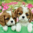 BrownTrout Publisher, Inc Browntrout Publishers, Browntrout Publishing (COR) - Cavalier King Charles Spaniel Puppies 2020 Calendar