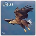 BrownTrout Publisher, Browntrout Publishing (COR) - Eagles 2020 Calendar