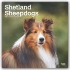 BrownTrout Publisher, Browntrout Publishing (COR) - Shetland Sheepdogs 2020 Calendar
