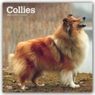 BrownTrout Publisher, Browntrout Publishing (COR) - Collies 2020 Calendar