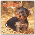 BrownTrout Publisher, Browntrout Publishing (COR) - Yorkshire Terrier Puppies 2020 Calendar