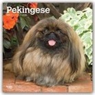 BrownTrout Publisher, Browntrout Publishing (COR) - Pekingese 2020 Calendar