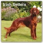 BrownTrout Publisher, Browntrout Publishing (COR) - Irish Setters 2020 Calendar