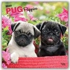 BrownTrout Publisher, Browntrout Publishing (COR) - Pug Puppies 2020 Calendar