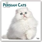 BrownTrout Publisher, Inc Browntrout Publishers, Browntrout Publishers Inc, Browntrout Publishing (COR) - Persian Cats 2020 Calendar