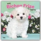 BrownTrout Publisher, Inc Browntrout Publishers, Browntrout Publishers Inc, Browntrout Publishing (COR) - Bichon Frise Puppies 2020 Calendar