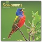 BrownTrout Publisher, Inc Browntrout Publishers, Browntrout Publishing (COR) - Songbirds 2020 Calendar