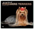 BrownTrout Publisher, Browntrout Publishing (COR) - For the Love of Yorkshire Terriers 2020 Calendar