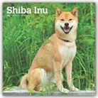 BrownTrout Publisher, Browntrout Publishing (COR) - Shiba Inu 2020 Calendar