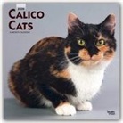 BrownTrout Publisher, Inc Browntrout Publishers, Browntrout Publishing (COR) - Calico Cats 2020 Calendar